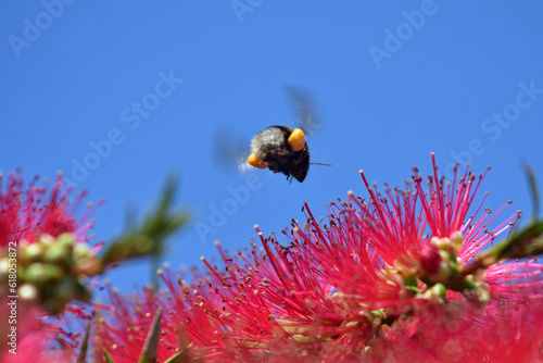 Bumble bee pollinating and landing on brush flowers