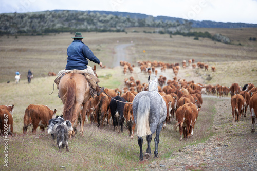 Hereford cattle ranch in south patagonia argentina 