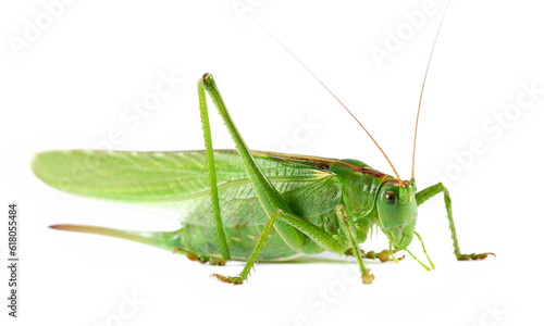 Orthoptera-Tettigoniidae, bush cricket, "long-horned grasshoppers" isolated on white side view