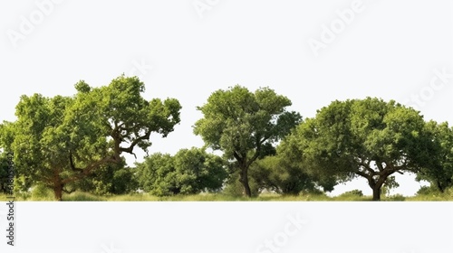 Green oak trees, shrubs, and meadow isolated on a transparent background, Generative AI.