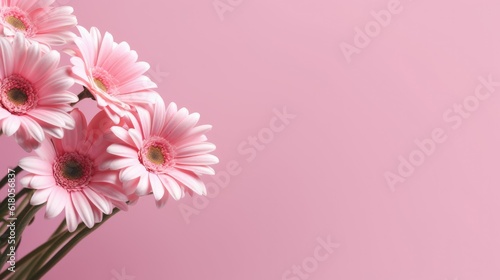 daisy flowers on the soft pink background with copy space