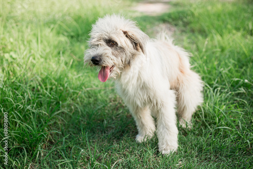 Cute dog sit on the green park. Funny playful happy dog running in the grass and smiling. Dog tongue, web banner with copy space. Image of beautiful animal. © Naknakhone