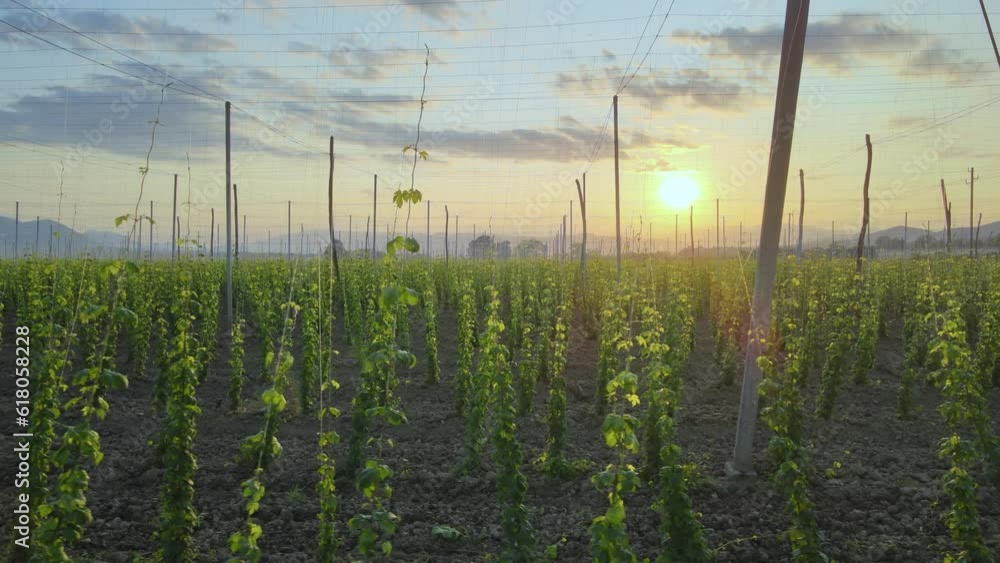 Aerial closeup in front of growing hops at plantation, during sunset - Humulus lupulus Aerial closeup in front of growing hops at plantation, during sunset - Humulus lupulus