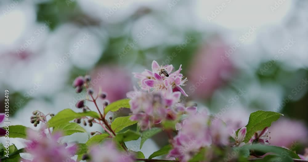 A bee can be seen up close, hovering around a pink flower while being surrounded by vibrant green leaves. A bee can be seen up close, hovering around a pink flower while being surrounded by vibrant green leaves.