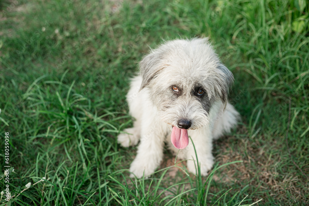 Cute dog sit on the green park. Funny playful happy dog running in the grass and smiling. Dog tongue, web banner with copy space. Image of beautiful animal.
