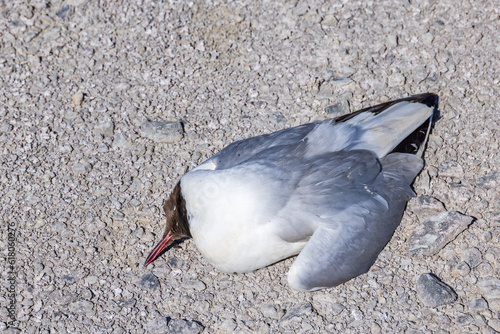Black-headed gull probely a victims of Bird Flu