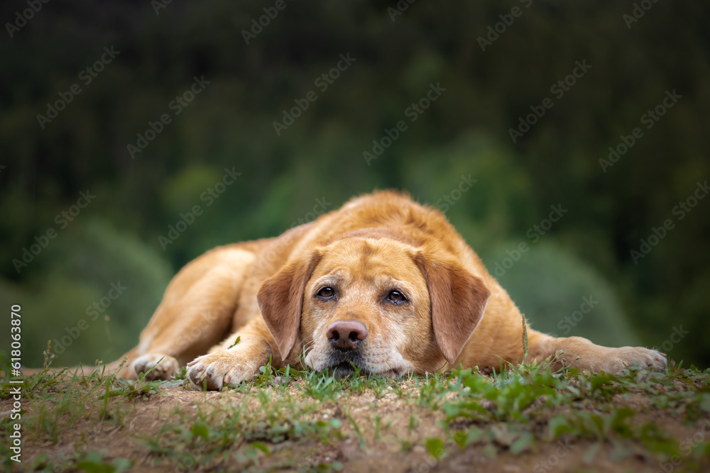Cute senior fox red labrador retriever posing laying on the grass groung with green background Cute senior fox red labrador retriever posing laying on the grass groung with green background