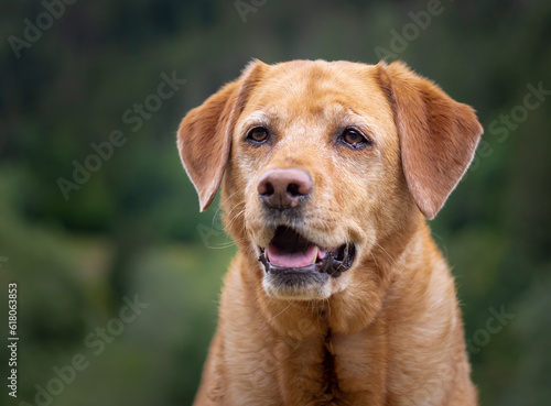 Cute senior fox red labrador retriever dog face portrait with green background