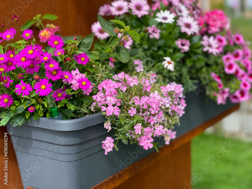 Fototapeta Naklejka Na Ścianę i Meble -  Decorative flower pot with vibrant pink mixed flowers closeup