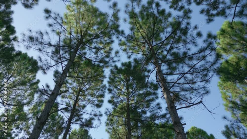 Low angle shot of high pine trees in the forest with shiny blue sky Low angle shot of high pine trees in the forest with shiny blue sky