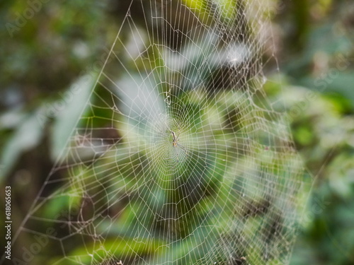 Spider web.