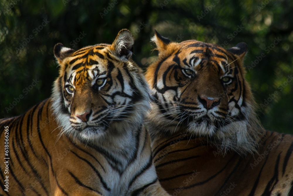 Two majestic tigers basking in the sun next to a tree in the background Two majestic tigers basking in the sun next to a tree in the background
