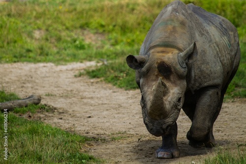 Rhinoceros walking through a dirt path in their natural habitat
