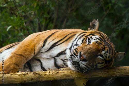 Majestic Bengal tiger resting its head on a branch