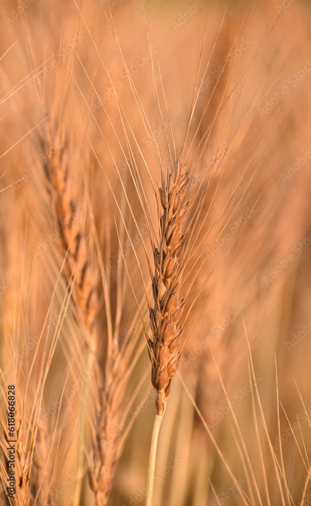 Single ear of wheat illuminated by bright sunshine, set against a backdrop of a lush field Single ear of wheat illuminated by bright sunshine, set against a backdrop of a lush field