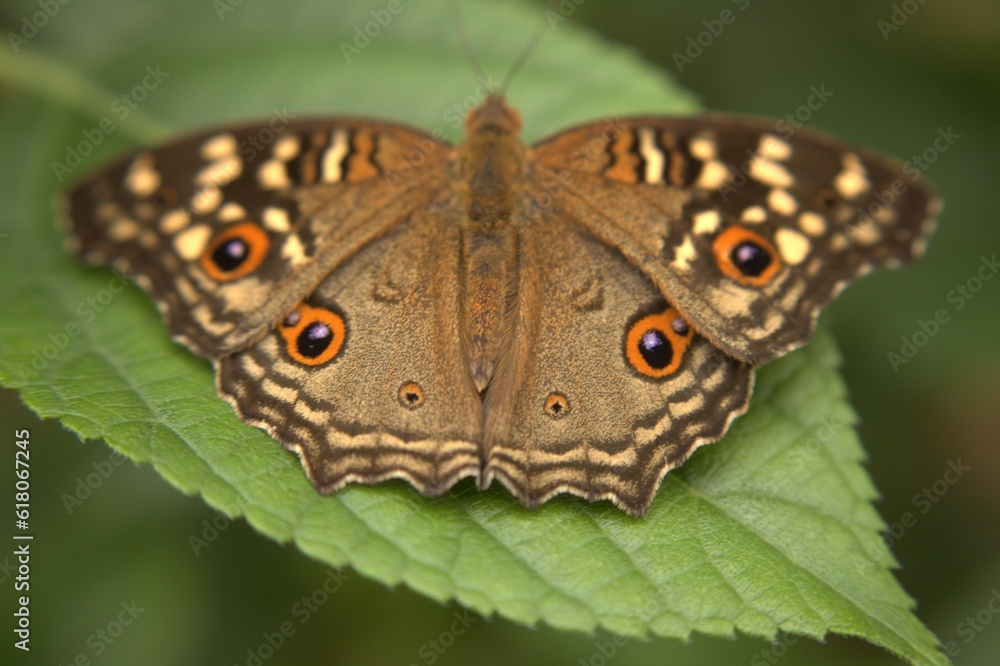 Closeup of a brown butterfly perched on a bright green leaf Closeup of a brown butterfly perched on a bright green leaf
