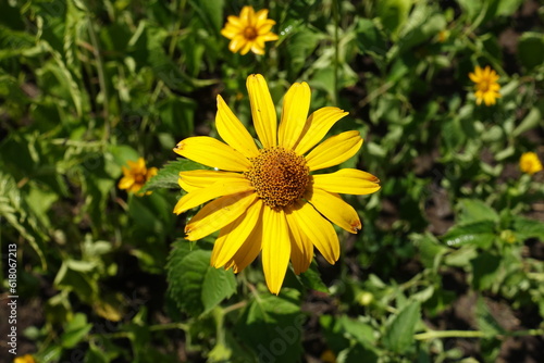 Close view of yellow flower of Heliopsis helianthoides in July