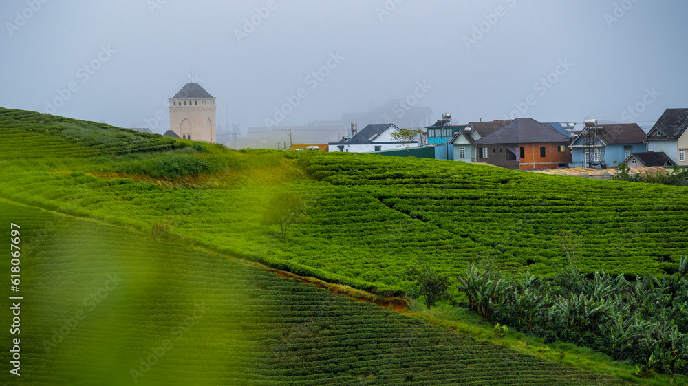 Fog in Cau Dat tea hill, Da Lat city, Lam Dong province, Vietnam.