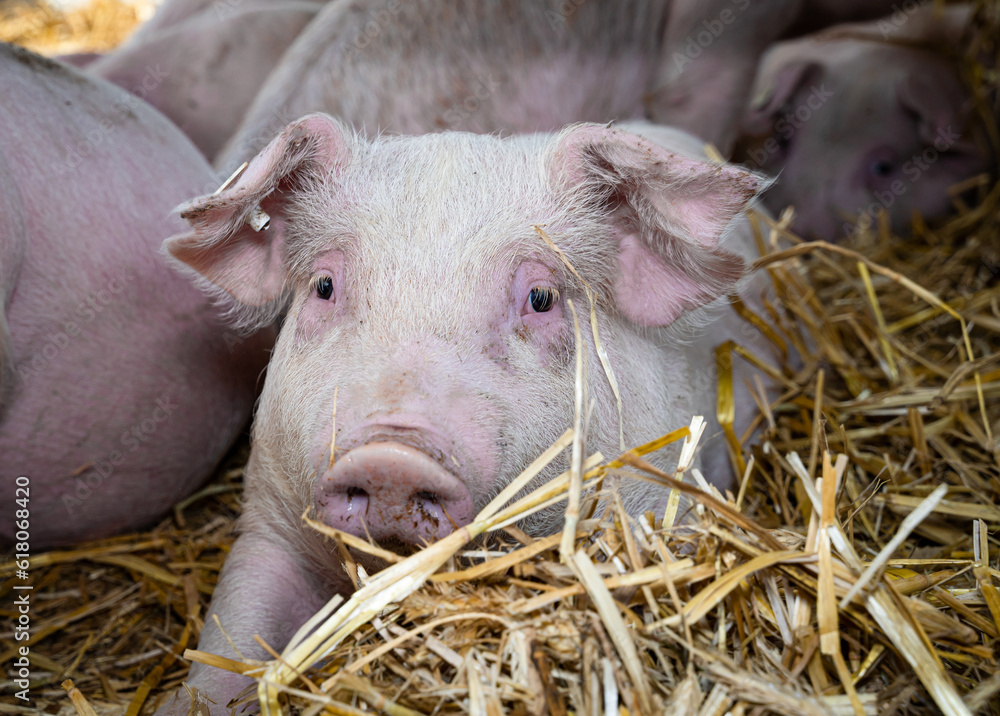 Nahaufnahme - Ferkel liegt mit anderen Ferkeln in einer Bucht, die mit Stroh eingestreut ist. Nahaufnahme - Ferkel liegt mit anderen Ferkeln in einer Bucht, die mit Stroh eingestreut ist.