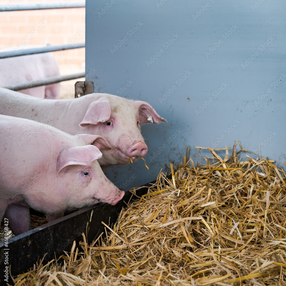 Ferkel stehen vor einen Brett, sie können wählen ob sie in die Bucht gehen wollen, die mit Stroh eingstreut ist, oder zurück zur Außenanlage. Ferkel stehen vor einen Brett, sie können wählen ob sie in die Bucht gehen wollen, die mit Stroh eingstreut ist, oder zurück zur Außenanlage.