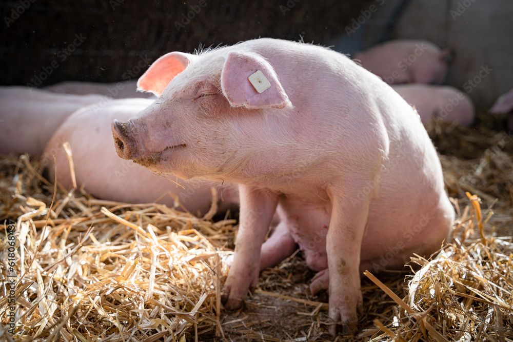 Ferkel in einer Bucht die mit Stroh eingestreut ist und Tageslicht bietet. Ferkel in einer Bucht die mit Stroh eingestreut ist und Tageslicht bietet.