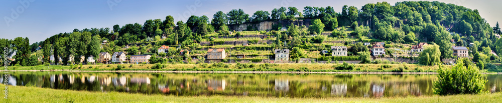 Panorama of the Elbe in Saxon Switzerland in front of small plots with vines