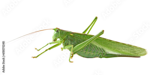 Orthoptera-Tettigoniidae, bush cricket, 