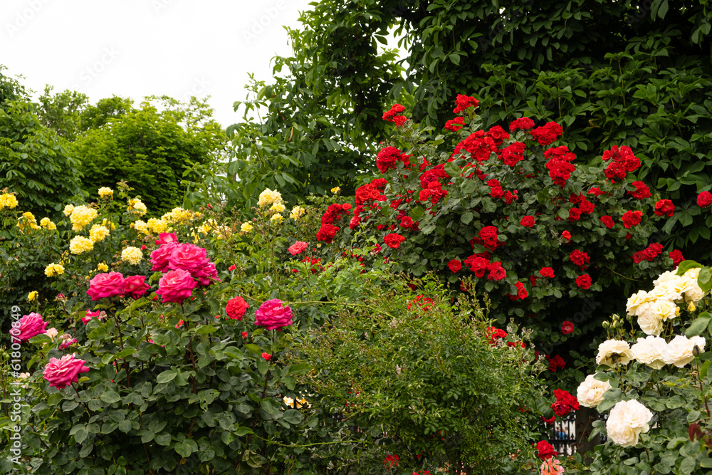 Red, white and pink roses in the rose garden. Beautiful greeting card.