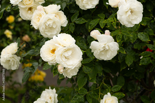 Bush of white roses close-up on dark green background outdoors