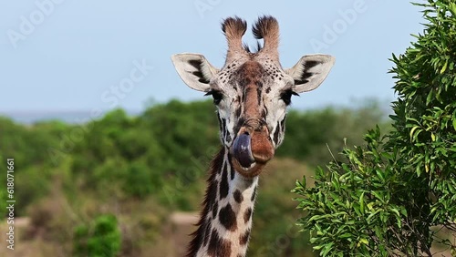 Close-up portrait of a giraffe head in nature. Wild african animals
