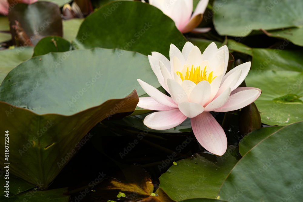 Pink nymphea, water lily in the pond, flowers close-up. Pink nymphea, water lily in the pond, flowers close-up.