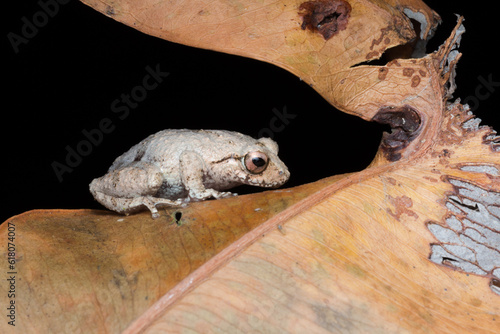 Photography A photo of a Amboli Tree Frog shot in Amboli Ghat in India.