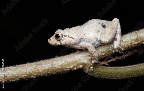 Photography A photo of a Amboli Tree Frog shot in Amboli Ghat in India.
