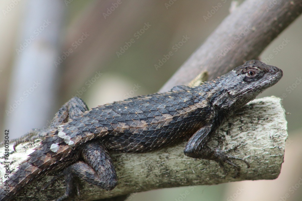 Green lizard perched on a branch of a tree Green lizard perched on a branch of a tree