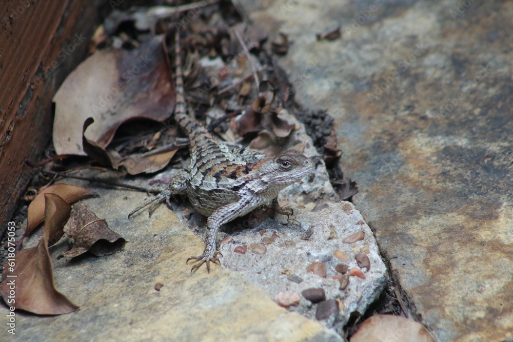 Small lizard traversing a natural outdoor environment of rocks and foliage Small lizard traversing a natural outdoor environment of rocks and foliage