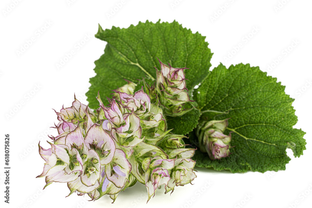 Inflorescences clary sage, lat. Salvia sclarea, isolated on white background