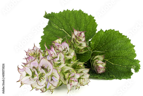 Obraz na płótnie Inflorescences clary sage, lat. Salvia sclarea, isolated on white background w salonie