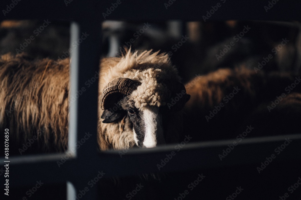 Naklejka premium Flock of sheep in a rustic barn setting.