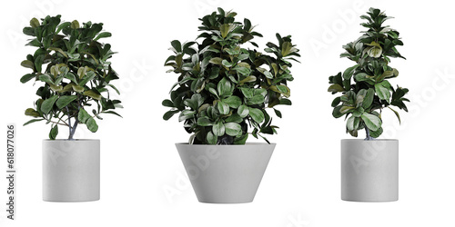 collection of ornamental pot plant Ficus Lyrat on isolated transparent background