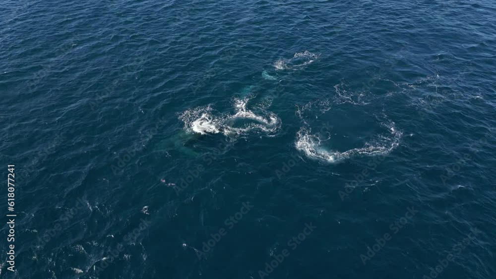 Humpback whales blowing water spout on the blue ocean. Aerial view. Humpback whales blowing water spout on the blue ocean. Aerial view.