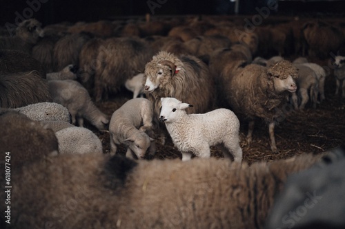 Fotografi Flock of sheep in a rustic barn setting.