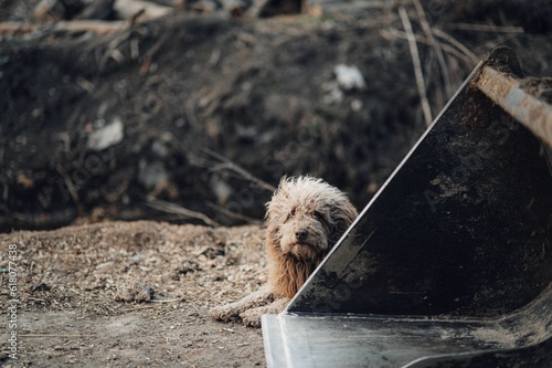 Cute furry dog hiding behind a metal structure. photo