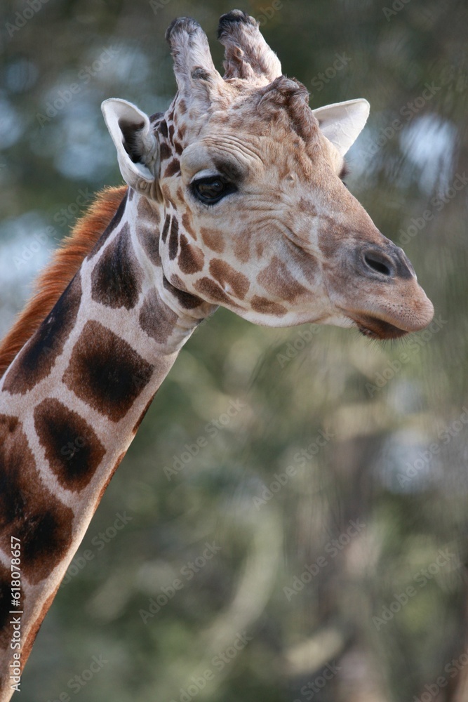 Vertical shot of a giraffe with its long neck against the backdrop of the lush greenery Vertical shot of a giraffe with its long neck against the backdrop of the lush greenery