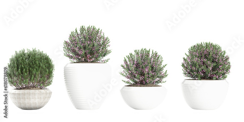Set of Wax flower,Rosemary isolated transparent background collection
