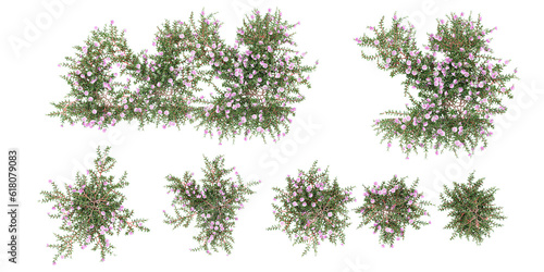 Top view of Hardengia violacea, Purple coral pea, Phllanthus Cochinensis, Phyllanthus on isolated transparent background