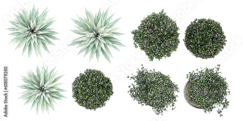 Top view of Star Jasmine,Blue Agave isolated transparent background collection
