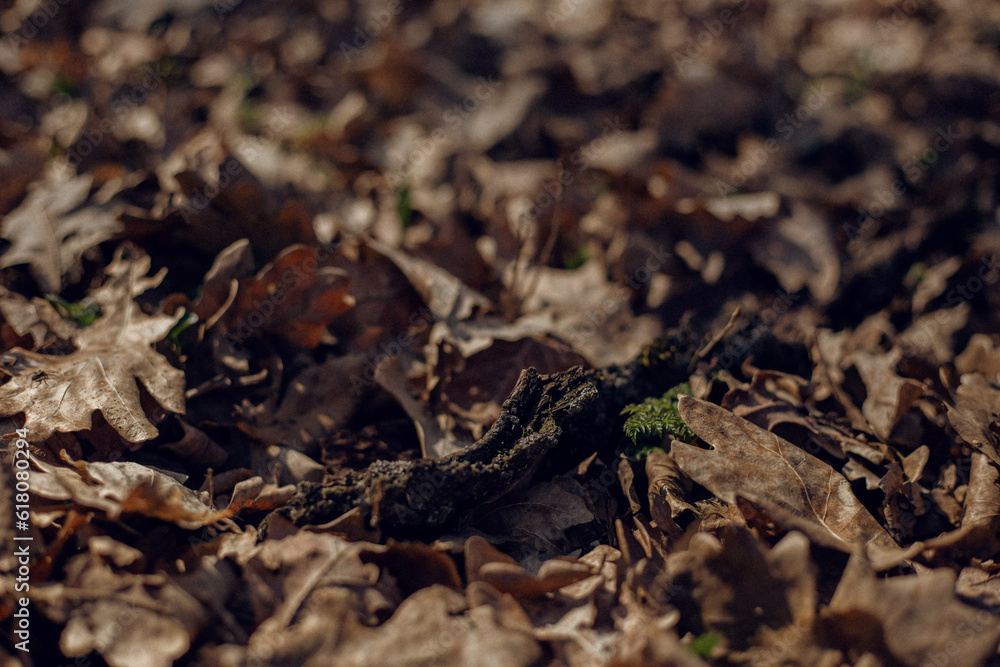 autumn leaves on the ground autumn leaves on the ground