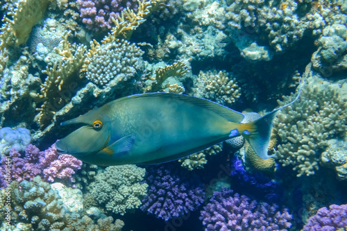 bluespine unicornfish swimming between wonderful colorful corals in the reef