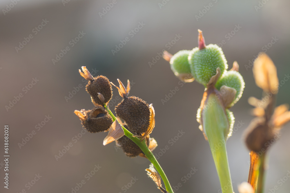 seeds and closed blossoms from a red african arrowroot flowers in a resort seeds and closed blossoms from a red african arrowroot flowers in a resort