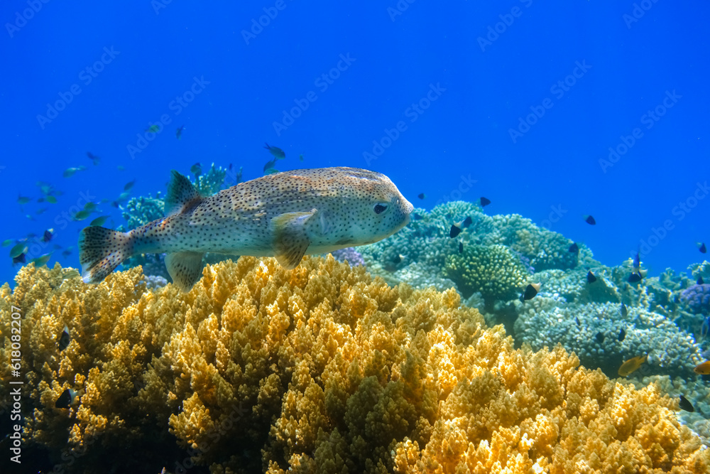 Obraz premium spot fin porcupinefish&nbsp;swimming over a coral reef with blue sea water in egypt